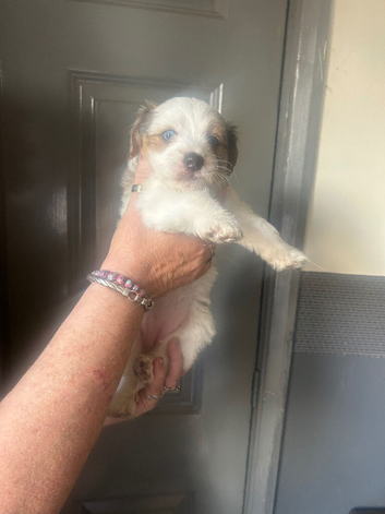 4 Beautiful Jackapoo