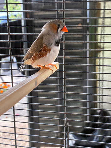 2 male zebra finches