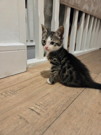 Playful happy kittens