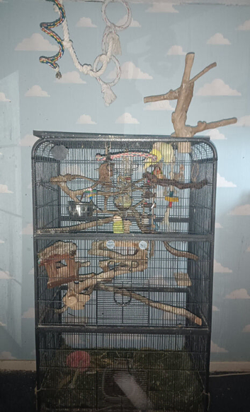 flock of love birds