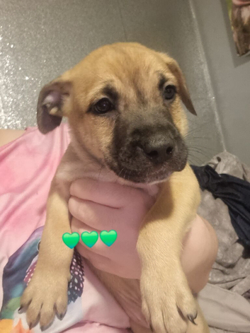 Bull herder - 7 weeks old (3 boys left)