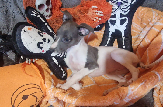 Kc registered whippet pups