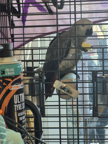 Baby African grey parrot Hand Reared from 2 weeks old