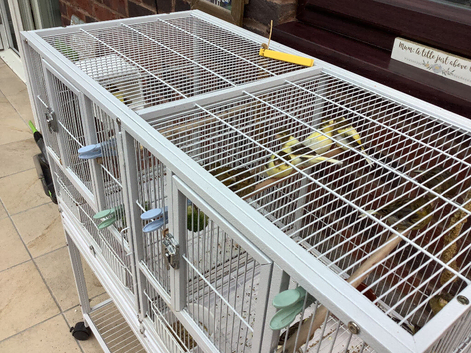 This years Gloucester chicks for sale