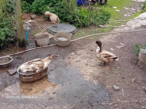 Male karki cross ducks for sale