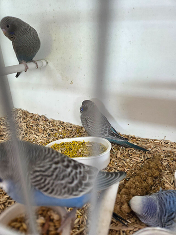 Budgies