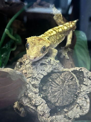 Crested Gecko & Bio Active Terrarium