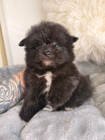 KOREAN MALTIPOM puppies ready soon!