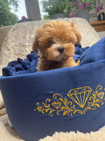 Unique Teacup Asian Maltipoo Puppies , DNA tested parents