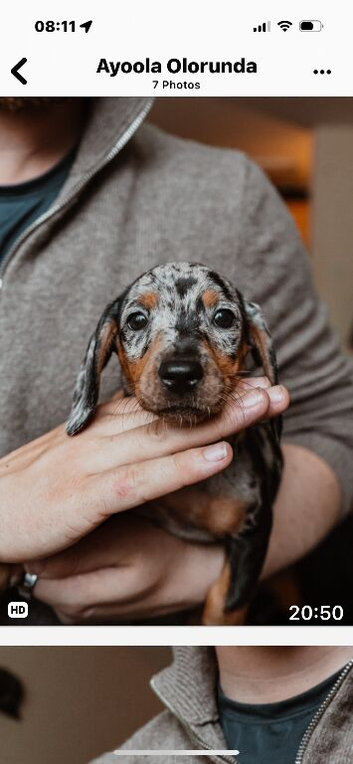 11 beautiful puppies dachshund  rehome