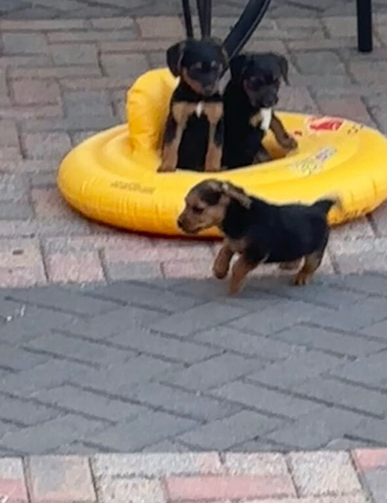 Border x Lakeland terrier pups