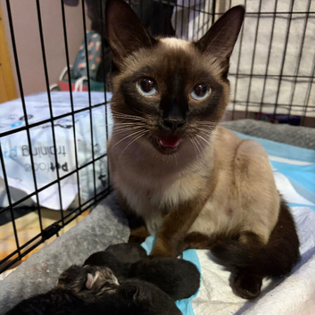 Sweet and loving kittens for sale