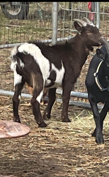 Pygmy male whether goat