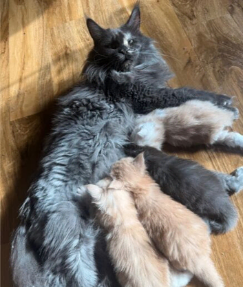 Maine Coon kittens from champion lines