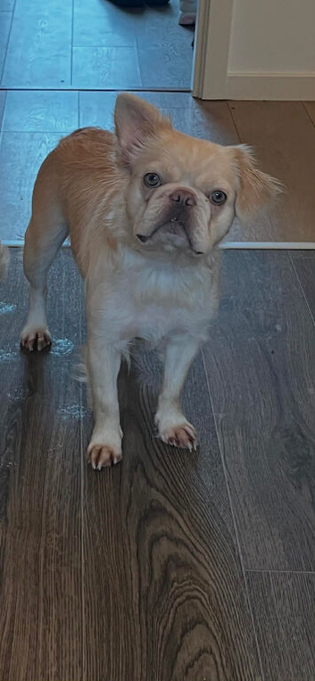 Female cream fluffy frenchie