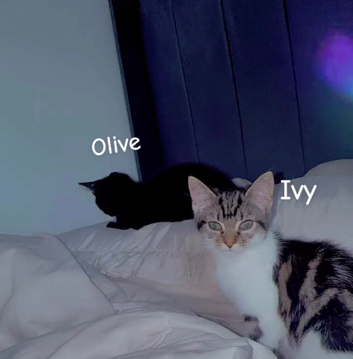 Two kittens