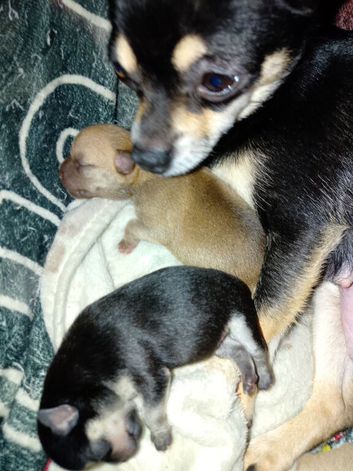 Two girls one boy shorthaired applehead Chihuahua