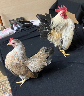 Pair of Serema bantams