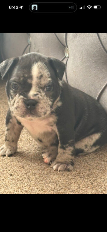 Pocket bully puppies Akbc registered