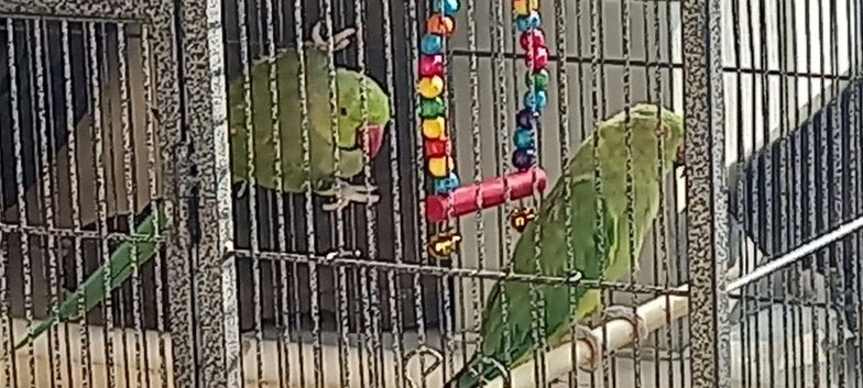 Lovely pair or ringnecks
