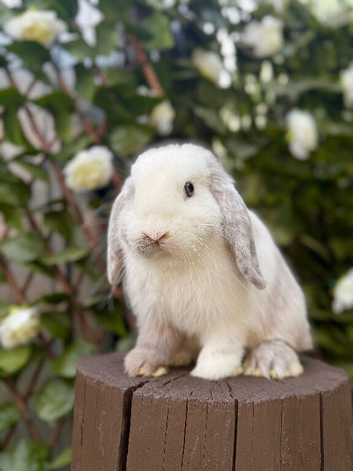 Female Mini Lop &bull; chocolate magpie