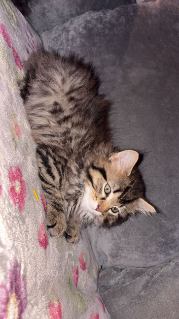 2 Maine coon xl kittens