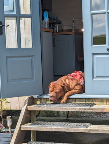 Dogue de Bordeux