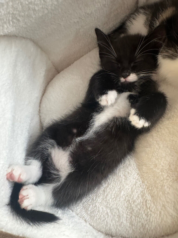 Kittens