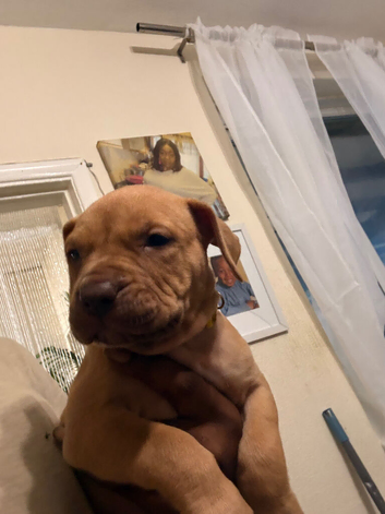 Mastiff x staffy puppys looking for forever homes