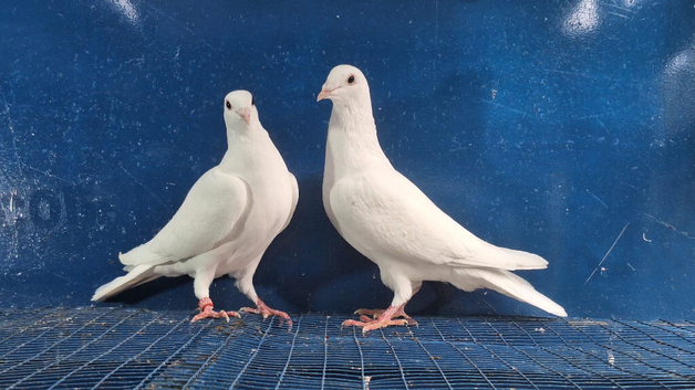 Young white Buscheart pair