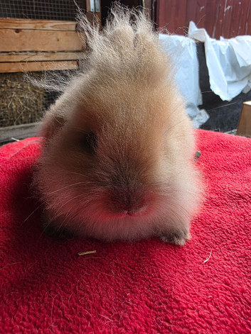 Young rabbits for sale