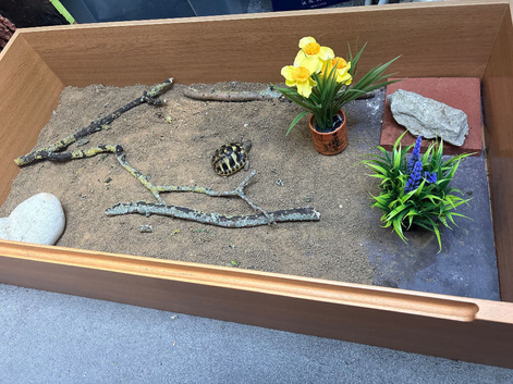 Torotise Table for Tortoise