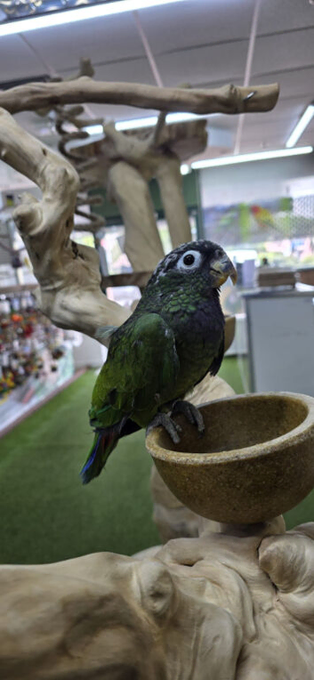 Maximilian Pionus babies available,8