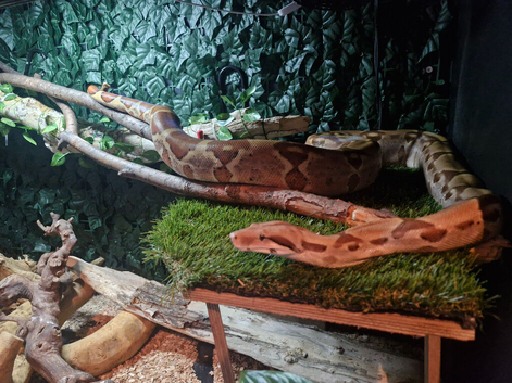 Female boa