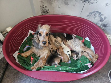Show cocker spaniels