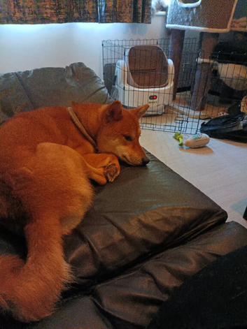 Male Shiba Inu looking for a new forever home