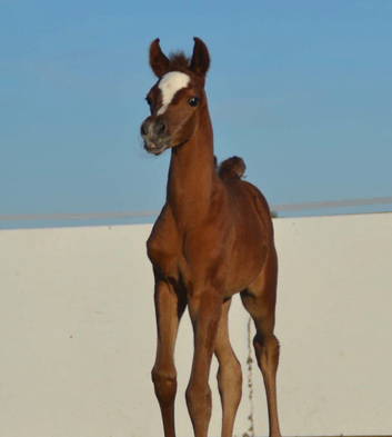 Arabian filly available at weaning