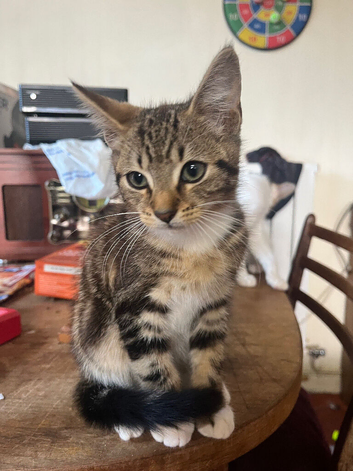 Kittens for sale
