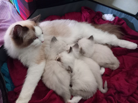 2 Ragdoll kittens available