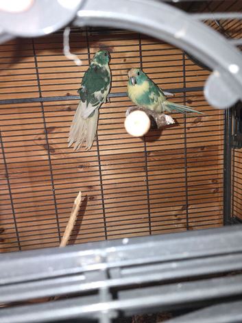 Pair of blue cream pied kaks
