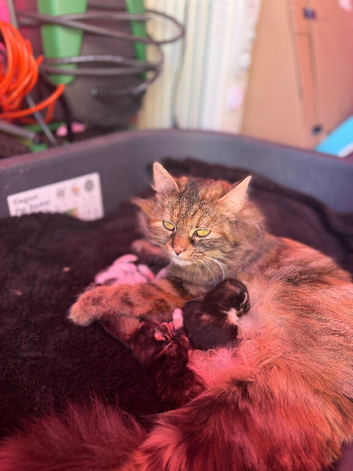Kittens for sale