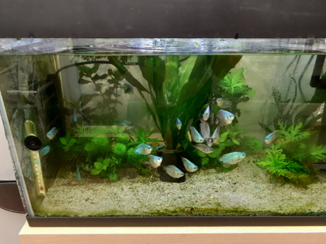 Dwarf Cobolt blue gourami