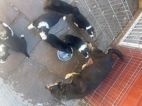 Border collie puppies