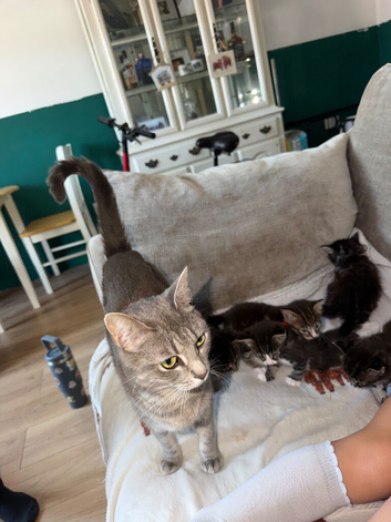 Kitten ready to go now!!!
