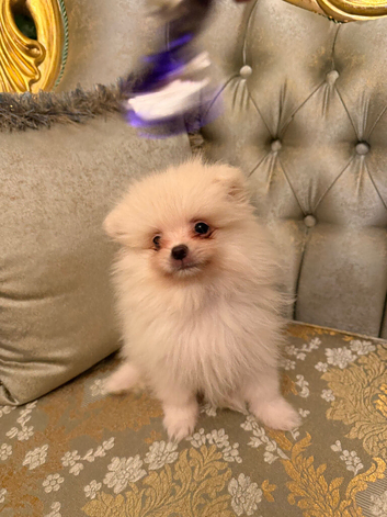 White Pomeranian puppies