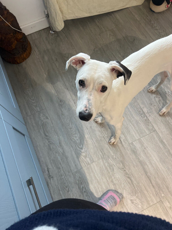 Gorgeous young lurcher