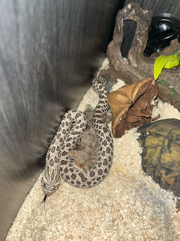 Female Arctic hognose snake