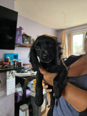 Beautiful cocker spaniel puppies