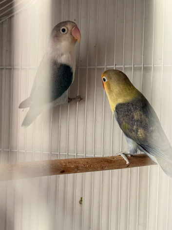 Beautiful Pair of Lovebirds for Sale