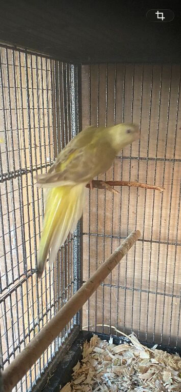 Red rumpled parakeet